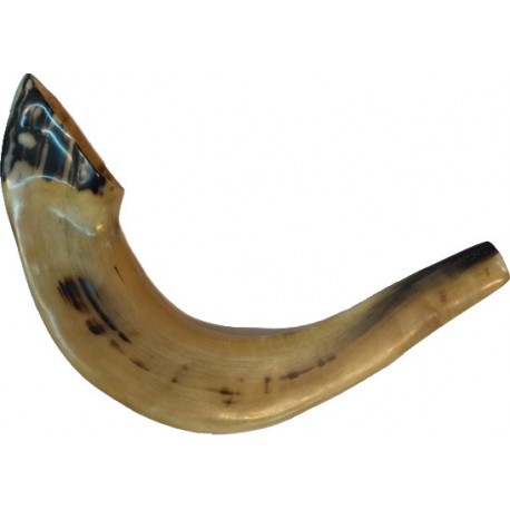 SHOFAR marroquí